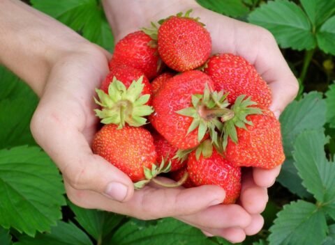 Strawberries-newfoundland