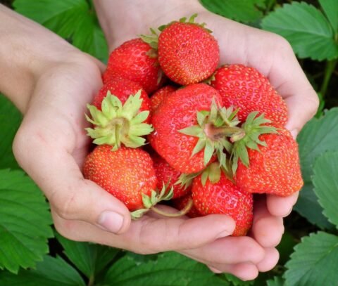 Strawberries-newfoundland