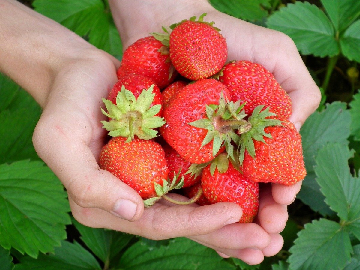 Strawberries-newfoundland