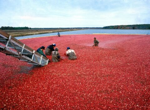 portugalcoveagrifoods-cranberry-Newfoundland