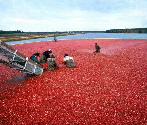 portugalcoveagrifoods-cranberry-Newfoundland