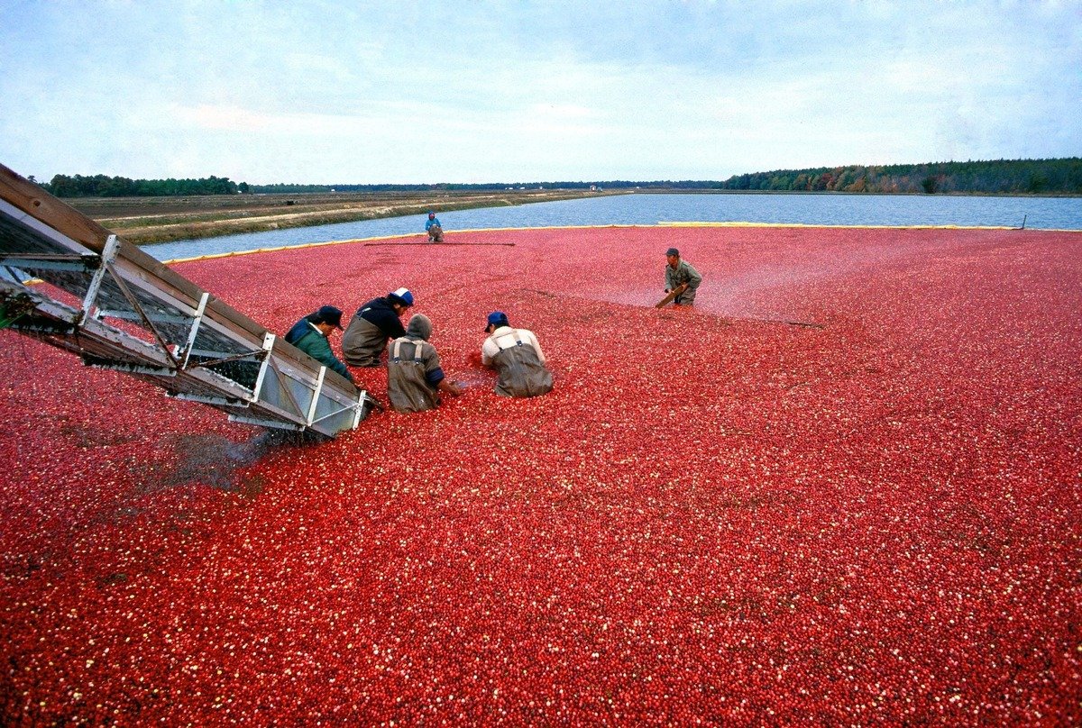 portugalcoveagrifoods-cranberry-Newfoundland