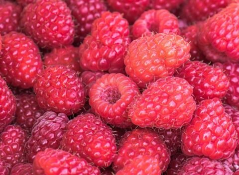 portugalcoveagrifoods-raspberries-newfoundland