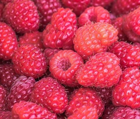 portugalcoveagrifoods-raspberries-newfoundland