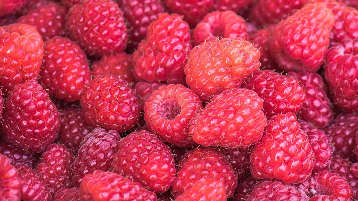 portugalcoveagrifoods-raspberries-newfoundland